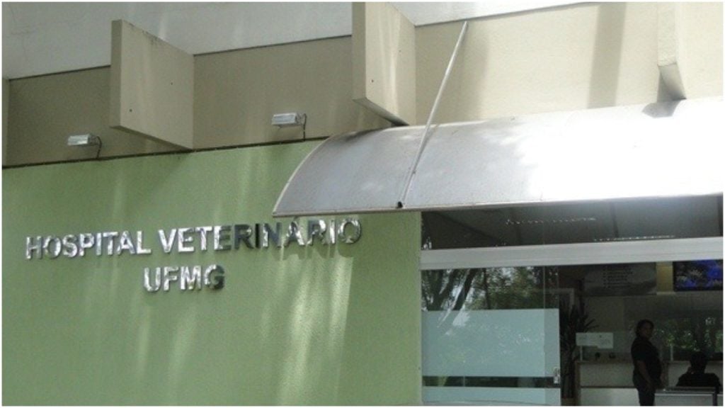 hospital veterinário ufmg