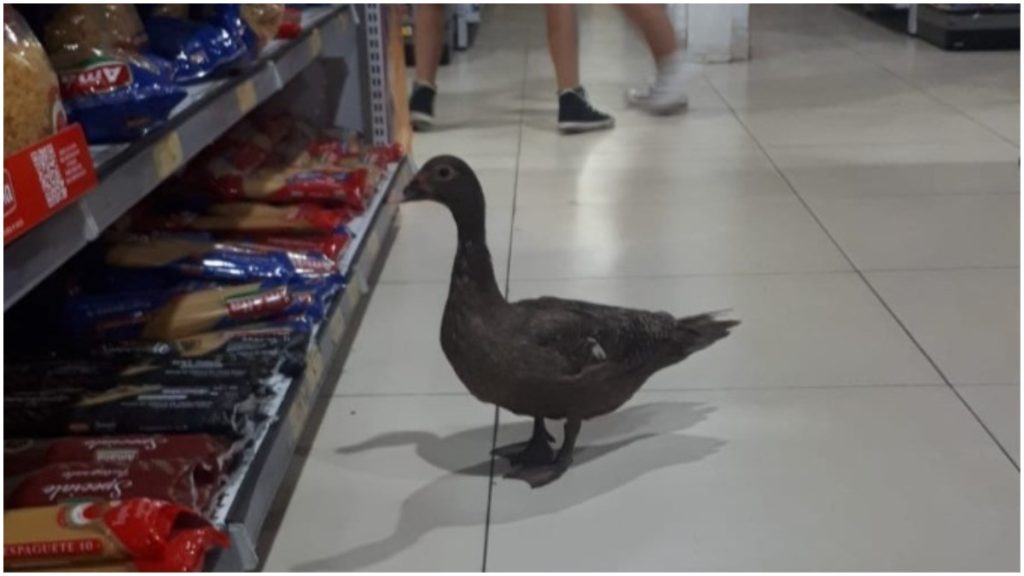 marreco supermercado