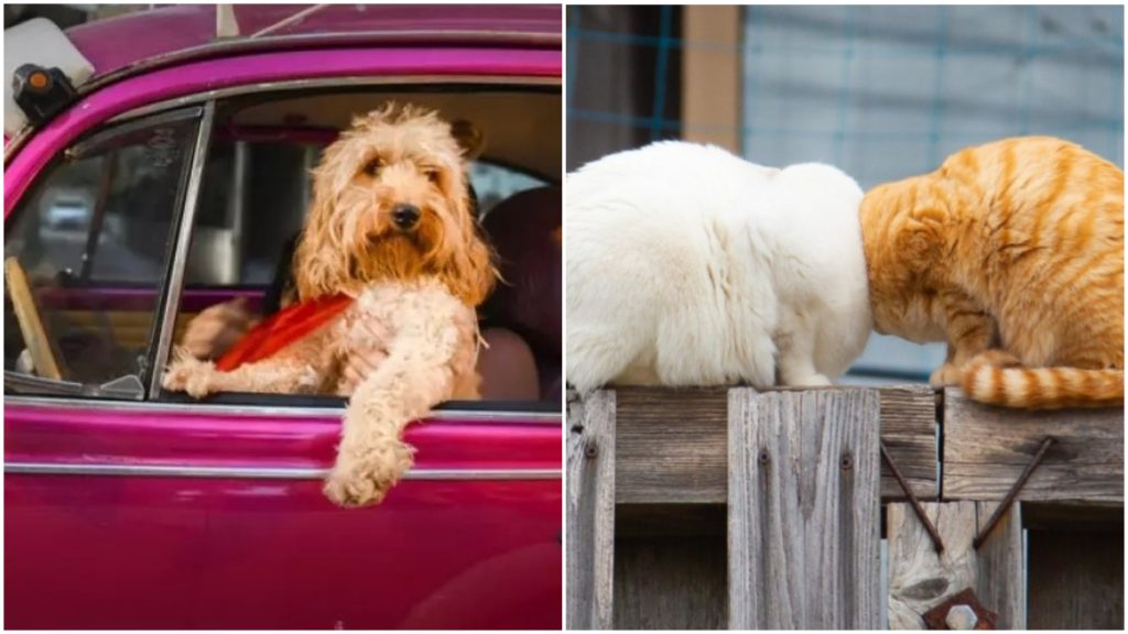 Reprodução/Comedy Pet Photography Awards