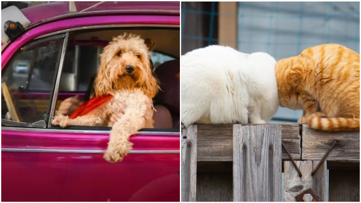 Concurso escolhe fotos de pet mais engraçadas do mundo