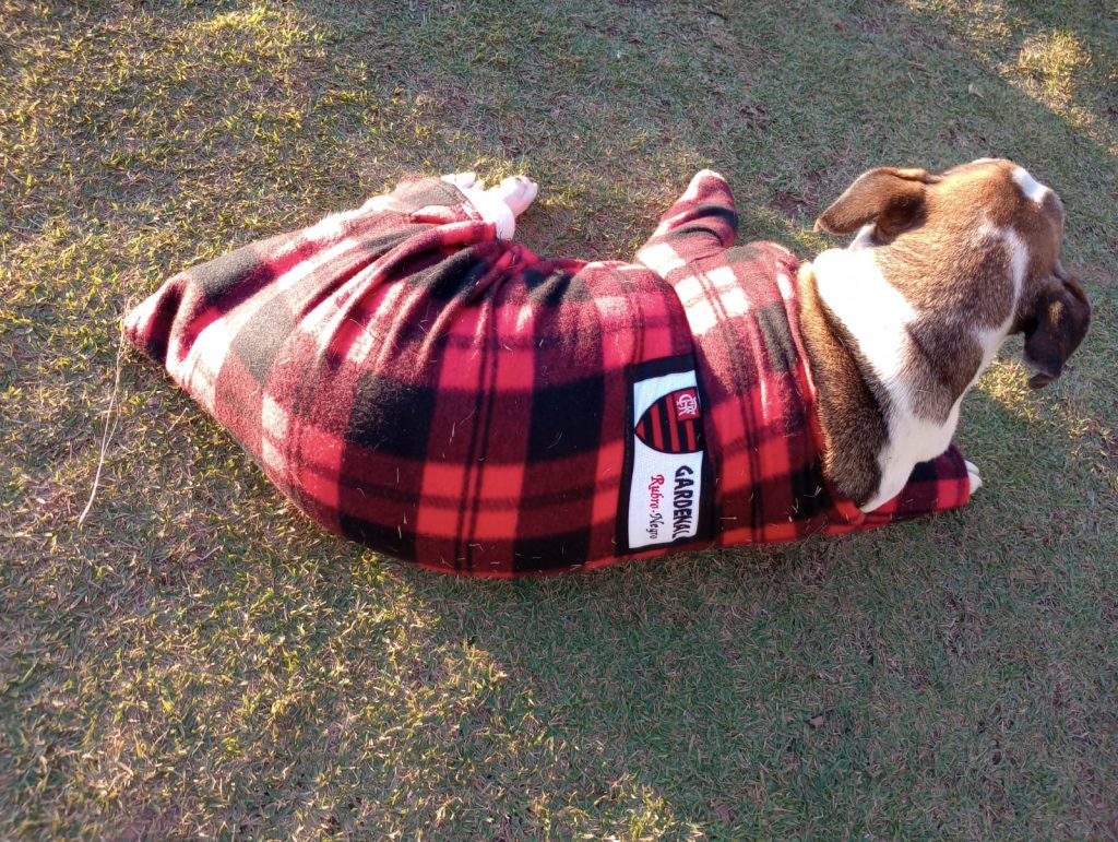 Cachorros de rua ganham roupas de frio