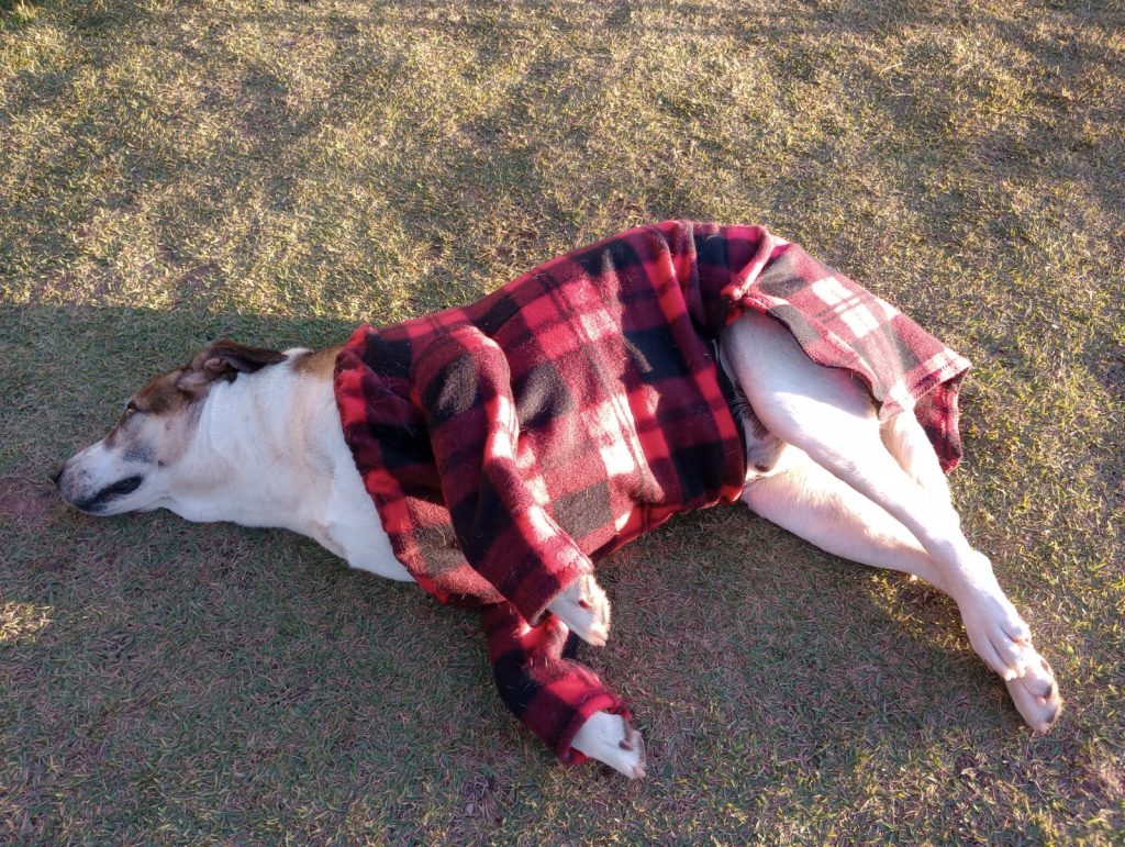 Cachorros de rua ganham roupas de frio