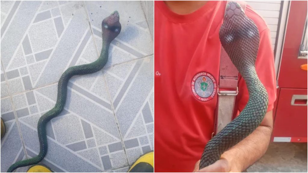 bombeiros cobra