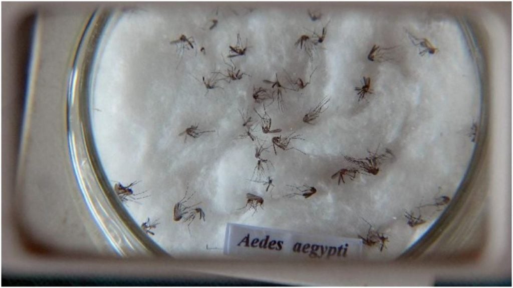 dengue