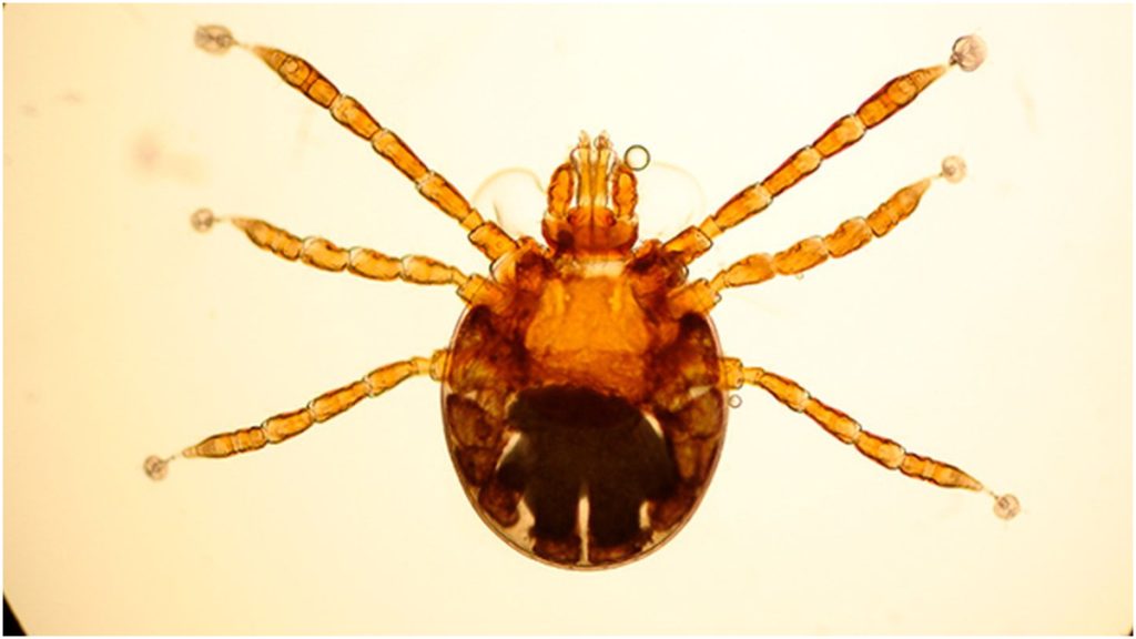 febre maculosa sp