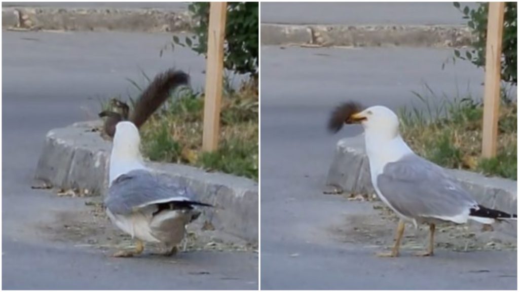 Gaivota comilona