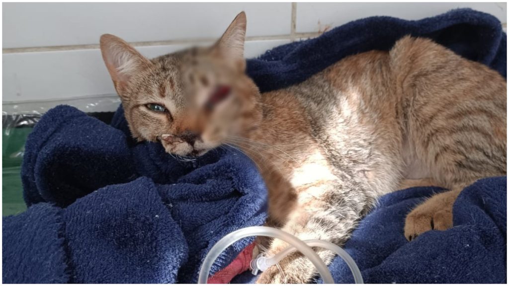 Gataa Ridha Moradora de BH cria vaquinha para ajudar gata atropelada