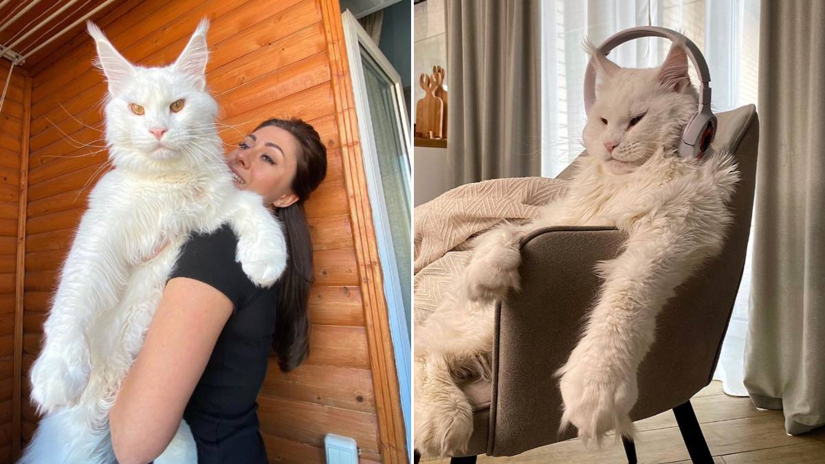 Gato gigante de quase 12 kg faz sucesso nas redes sociais 