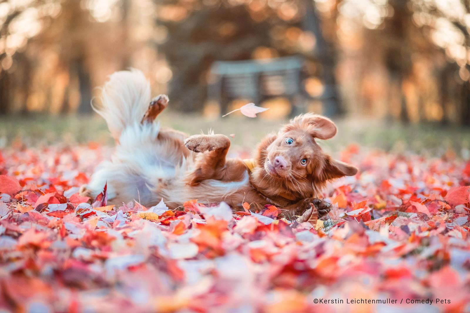 As fotos de pets mais engraçadas: veja finalistas de concurso - Forbes