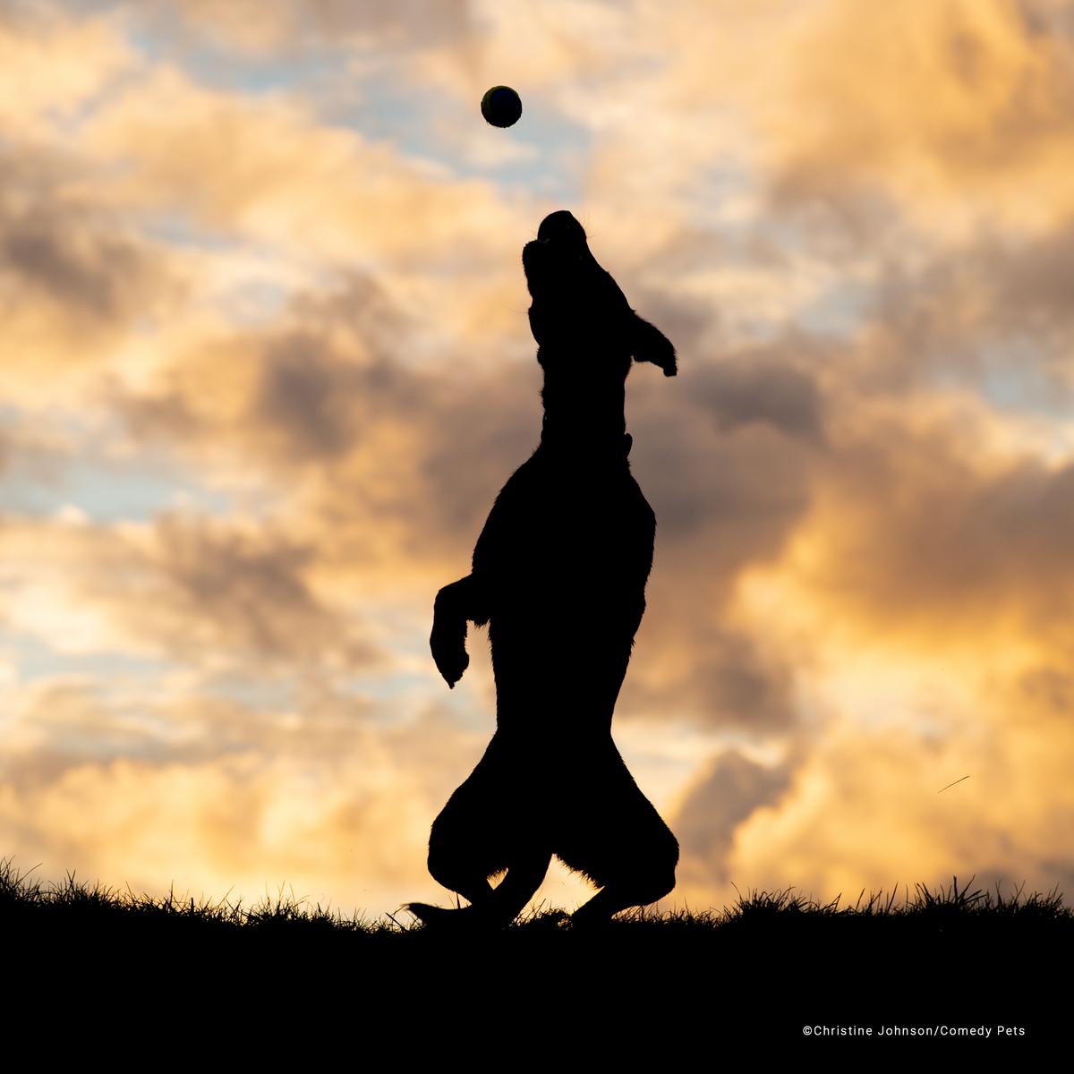 As fotos de pets mais engraçadas: veja finalistas de concurso - Forbes