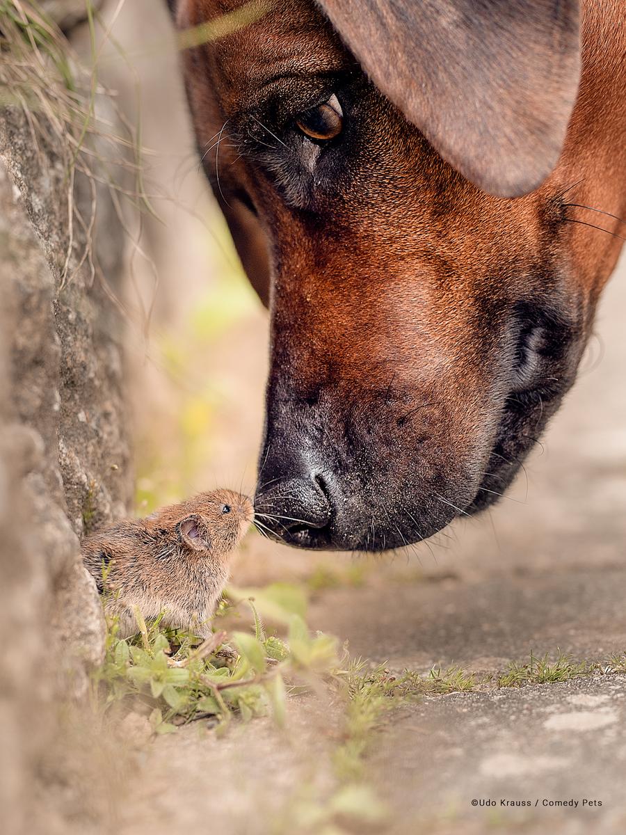 As fotos de pets mais engraçadas: veja finalistas de concurso - Forbes