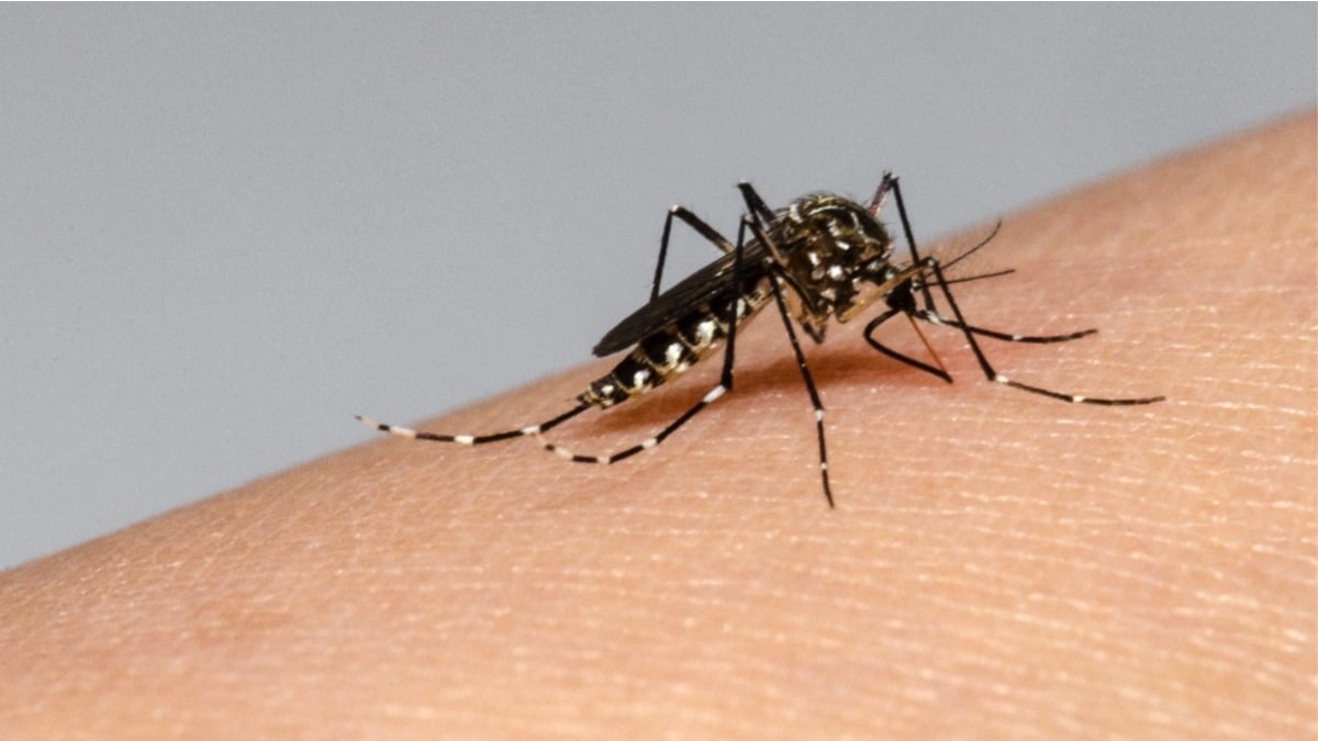 combater dengue casa