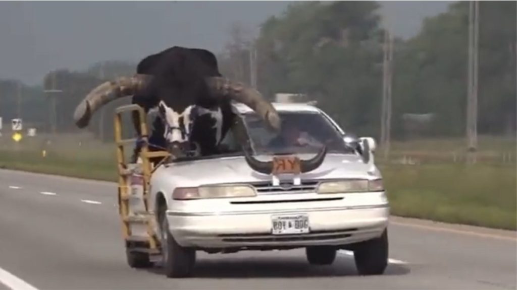 touro andando de carro nos eua