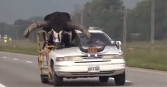 touro andando de carro nos eua