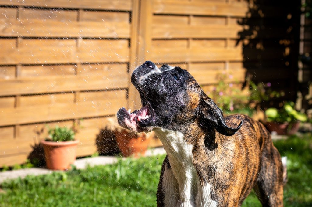 cachorro se refresca