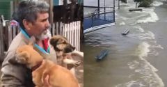 cachorros resgatados