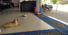três cachorros vira-lata deitados no chão de um supermercado