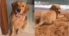 cachorro da raça golden retriever na praia