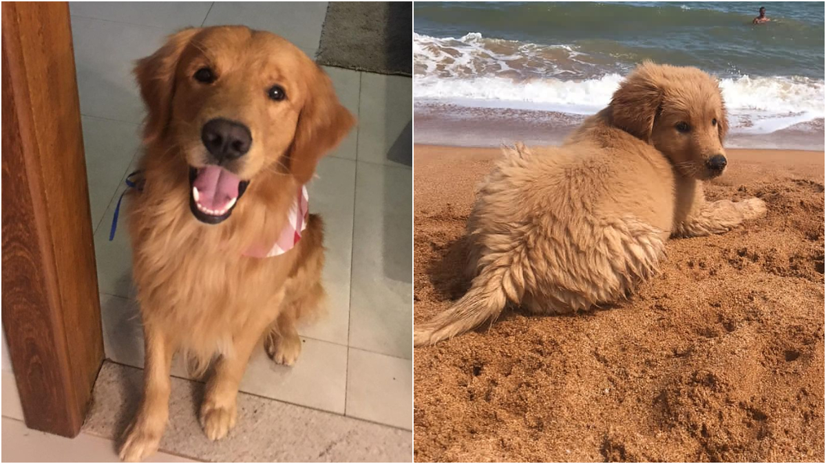 cachorro da raça golden retriever na praia