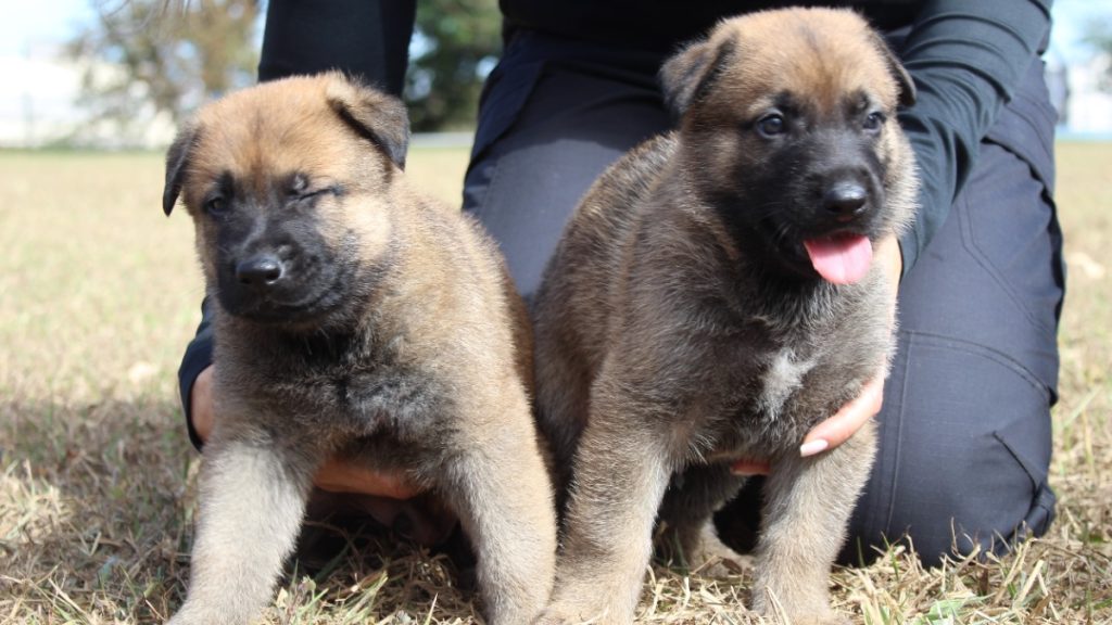Ajude a polícia a escolher o nome dos dois novos cães farejadores