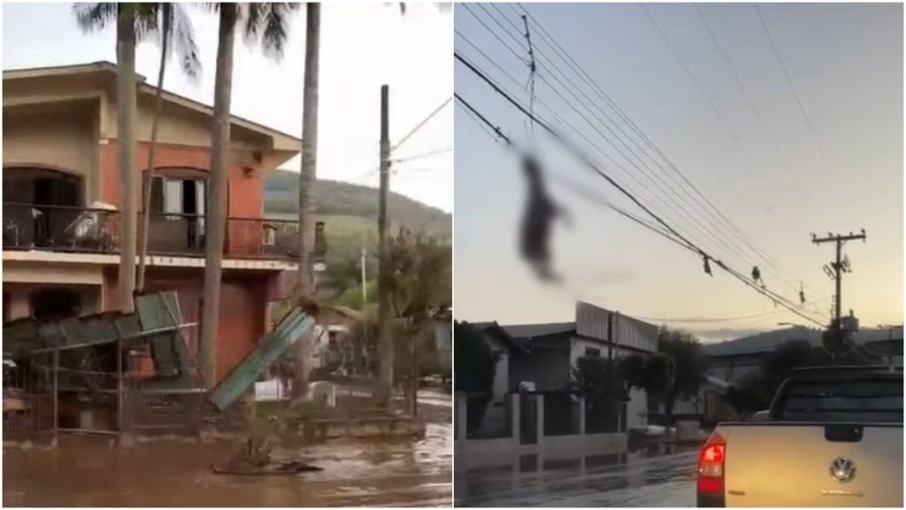ovelha pendurada em fio ciclone rs