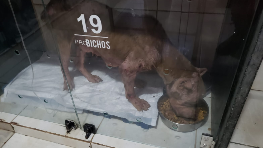 Cachorro abandonado é resgatado após ser atacado por urubus em Minas