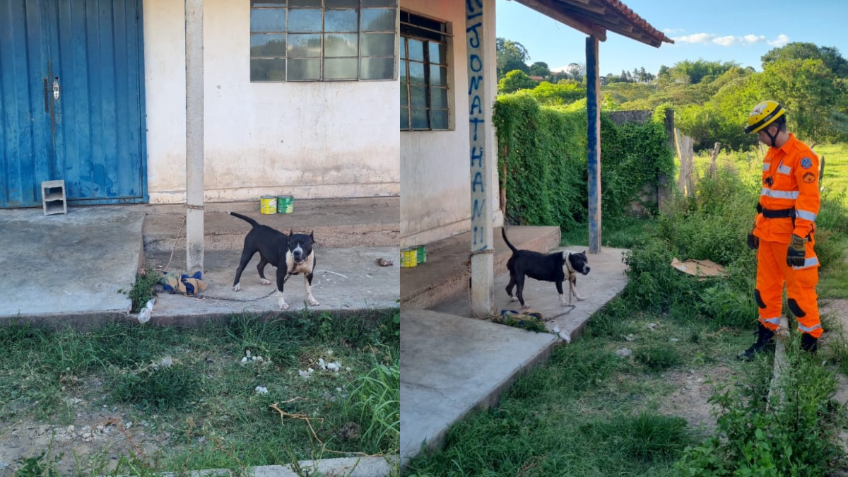 Corpo de Bombeiros resgata animal preso em corrente em casa no interior de Minas
