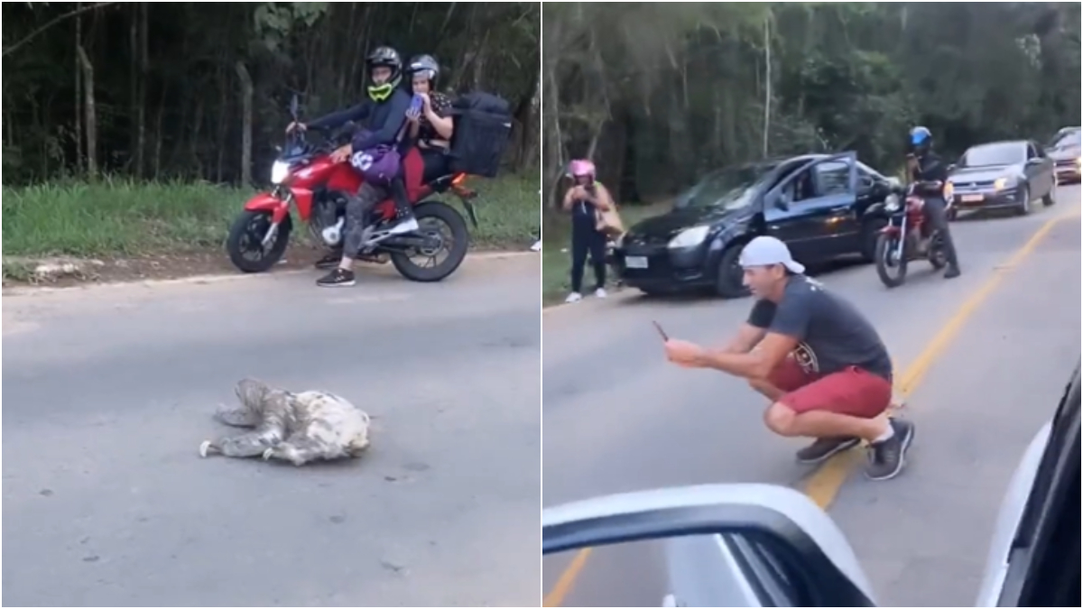 bicho preguiça atravessa avenida em juiz de fora e para o trânsito