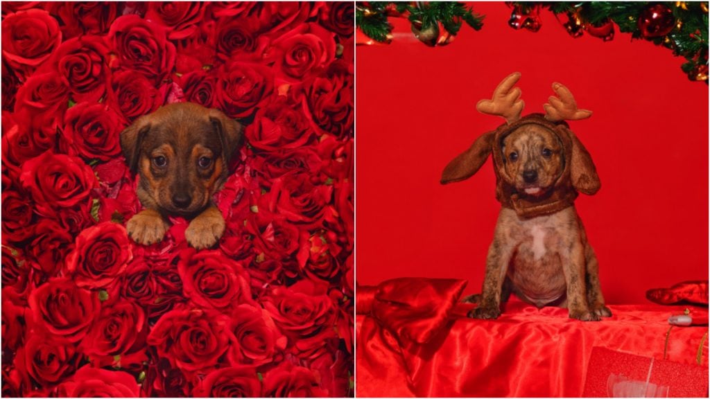 cachorrinhos