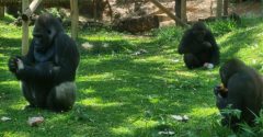 gorilas no zoológico de bh