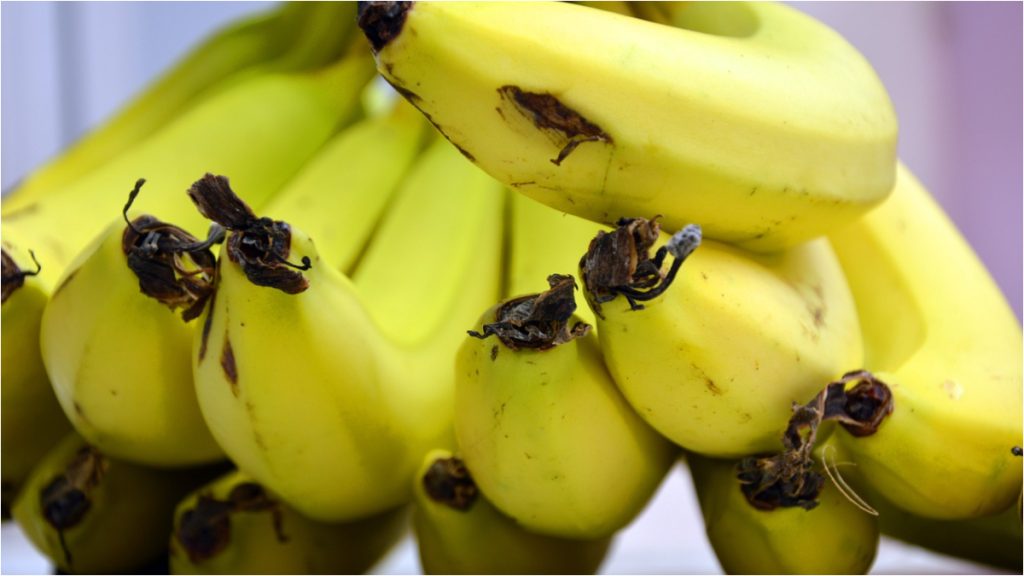 penca de bananas
