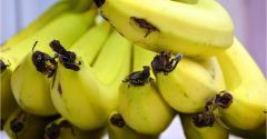 penca de bananas