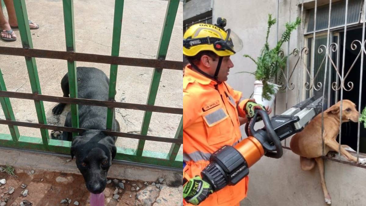 cachorros presos minas