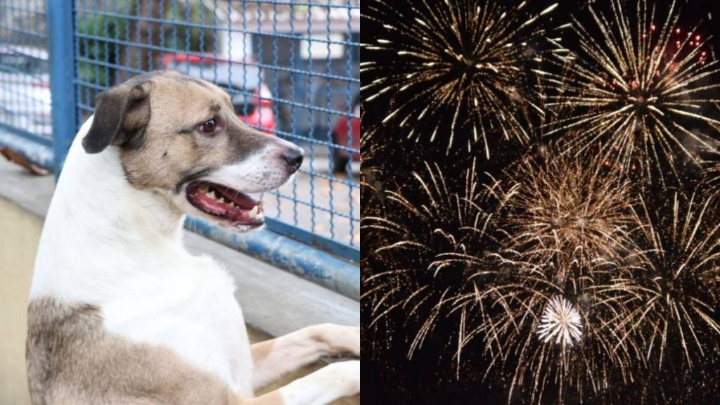como proteger pets réveillon