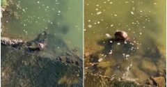 lontra na lagoa da pampulha em BH