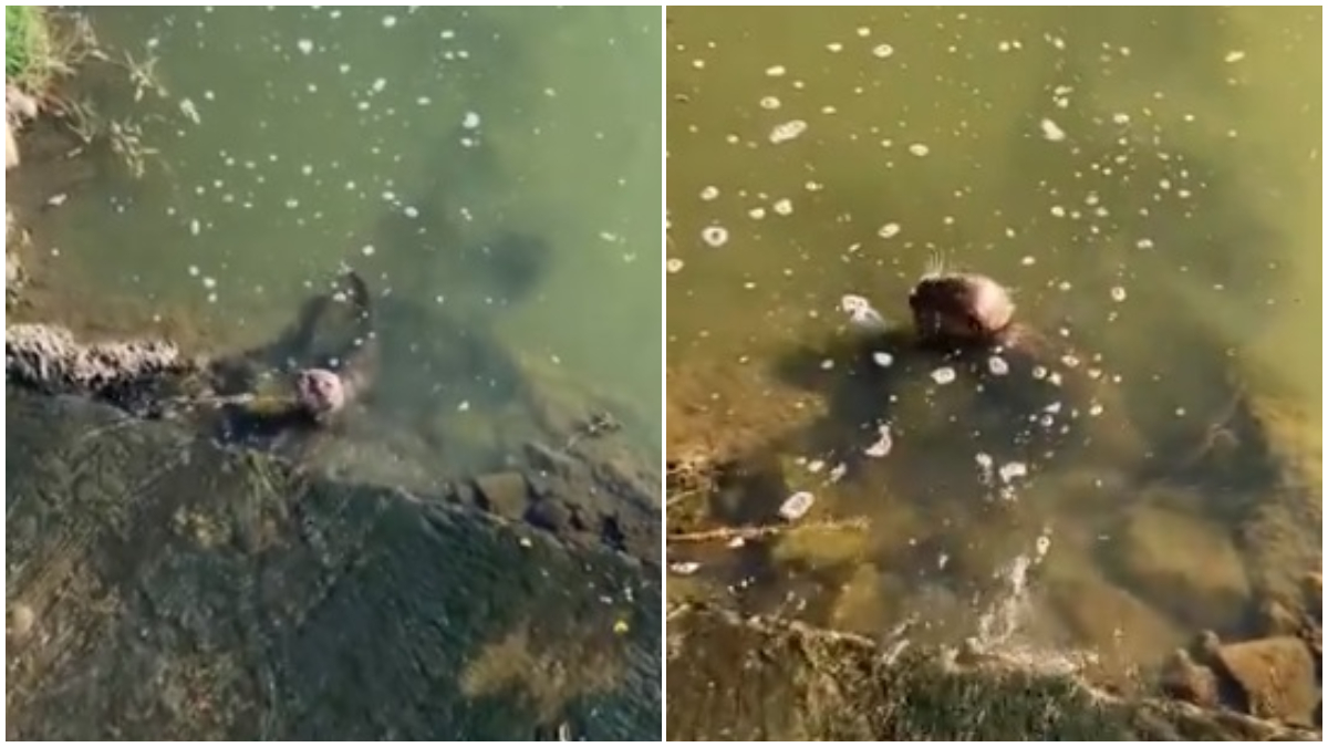 lontra na lagoa da pampulha em BH