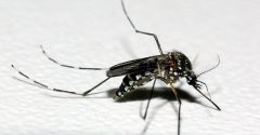 aedes aegypti bh casos de dengue