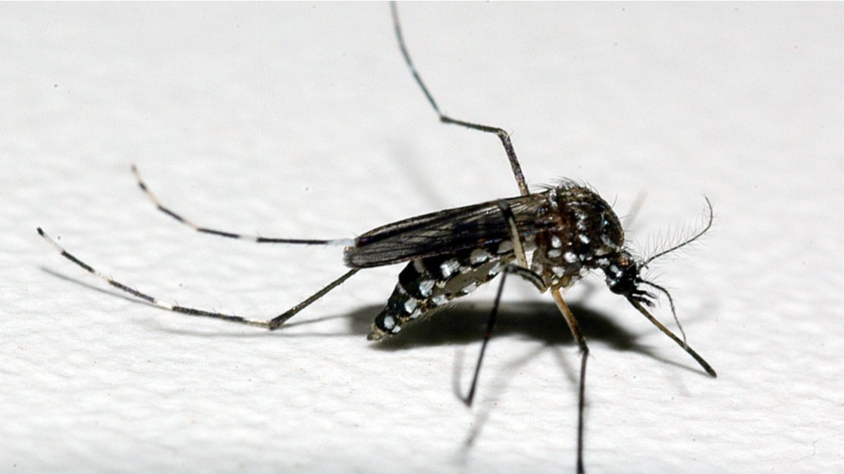 aedes aegypti bh casos de dengue