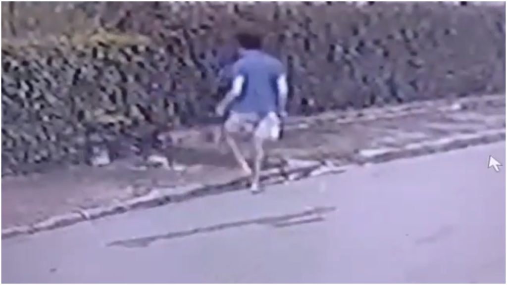 homem mata cachorro tijolo