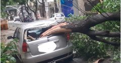 árvore cai em cima de carro