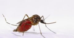 mosquito belo horizonte morte chikungunya 2024