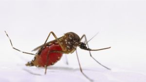 mosquito belo horizonte morte chikungunya 2024