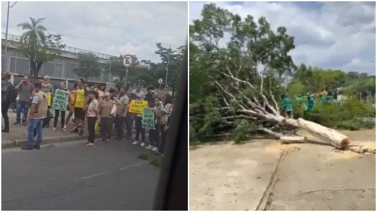 Justiça suspende corte de árvores no entorno do Mineirão
