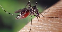 mosquito da dengue ataca à noite
