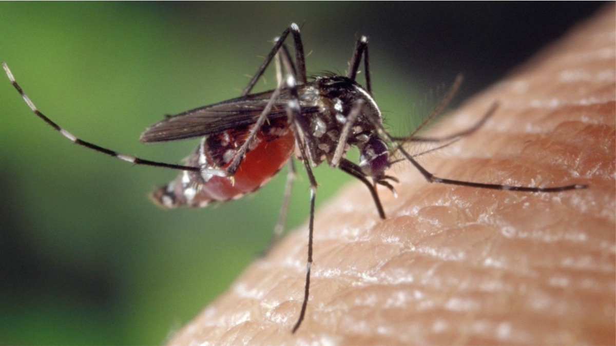 mosquito da dengue ataca à noite