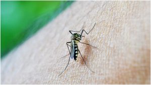 sintomas dengue