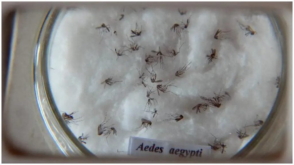 minas gerais dengue