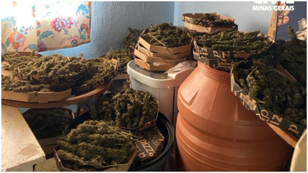 polícia civil apreende maconha