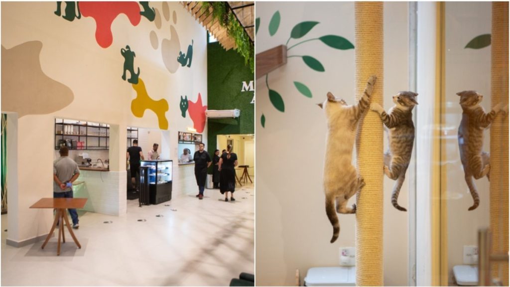 petcafe cafeteria bh adoção cães e gatos