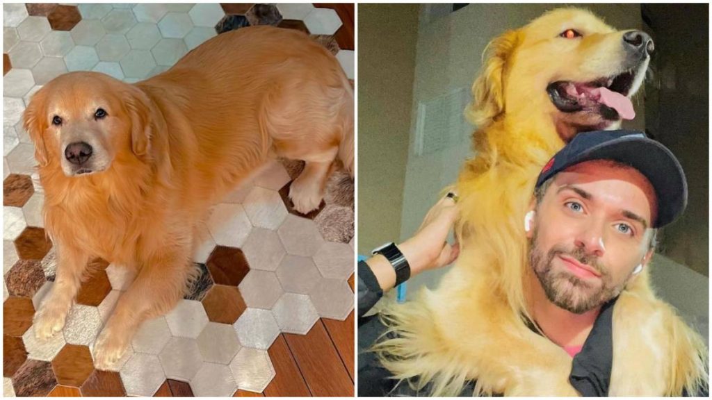 morte golde retriever gol suspende transporte